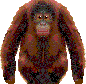 Orangutan.gif